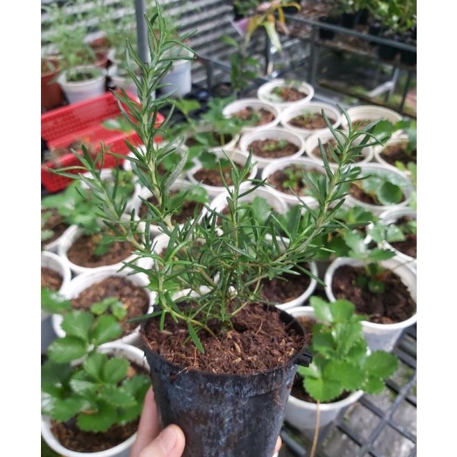Chậu cây hương thảo siêu mini cute để bàn( chậu như hình)