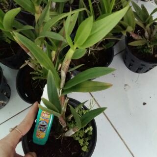 Hoa lan Mini mặt cười
