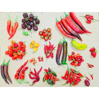 Hạt giống ớt Hàn Quốc (10 hạt)