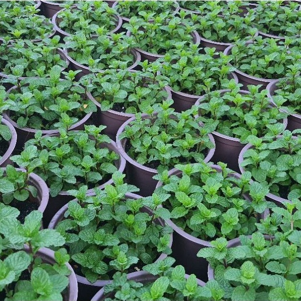 Rau chậu Húng lủi TACY'S GARDEN 100% rau sạch nhà vườn trồng