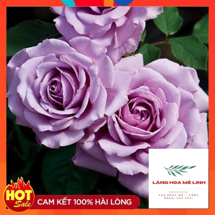 Hoa hồng Love-song rose[💜BẢN TÌNH CA -MÀU TÍM THỦY CHUNG]💜cây cho hoa bông to, hoa bền