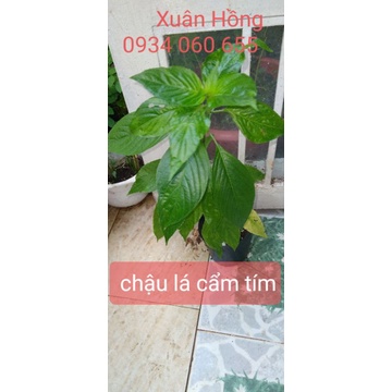 chậu rau( cải xoong nhật, rau răm, đậu bắp, cẩm tím nhật...)