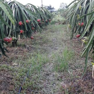 Phân bón vi lượng - Áo giáp kẽm Canxi
