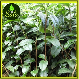 CÂY TRÀ XANH, CÂY CHÈ XANH DÙNG HÁI LÁ NẤU NƯỚC CHÈ XANH