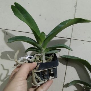 Ngọc điểm size lỡ hoa tết