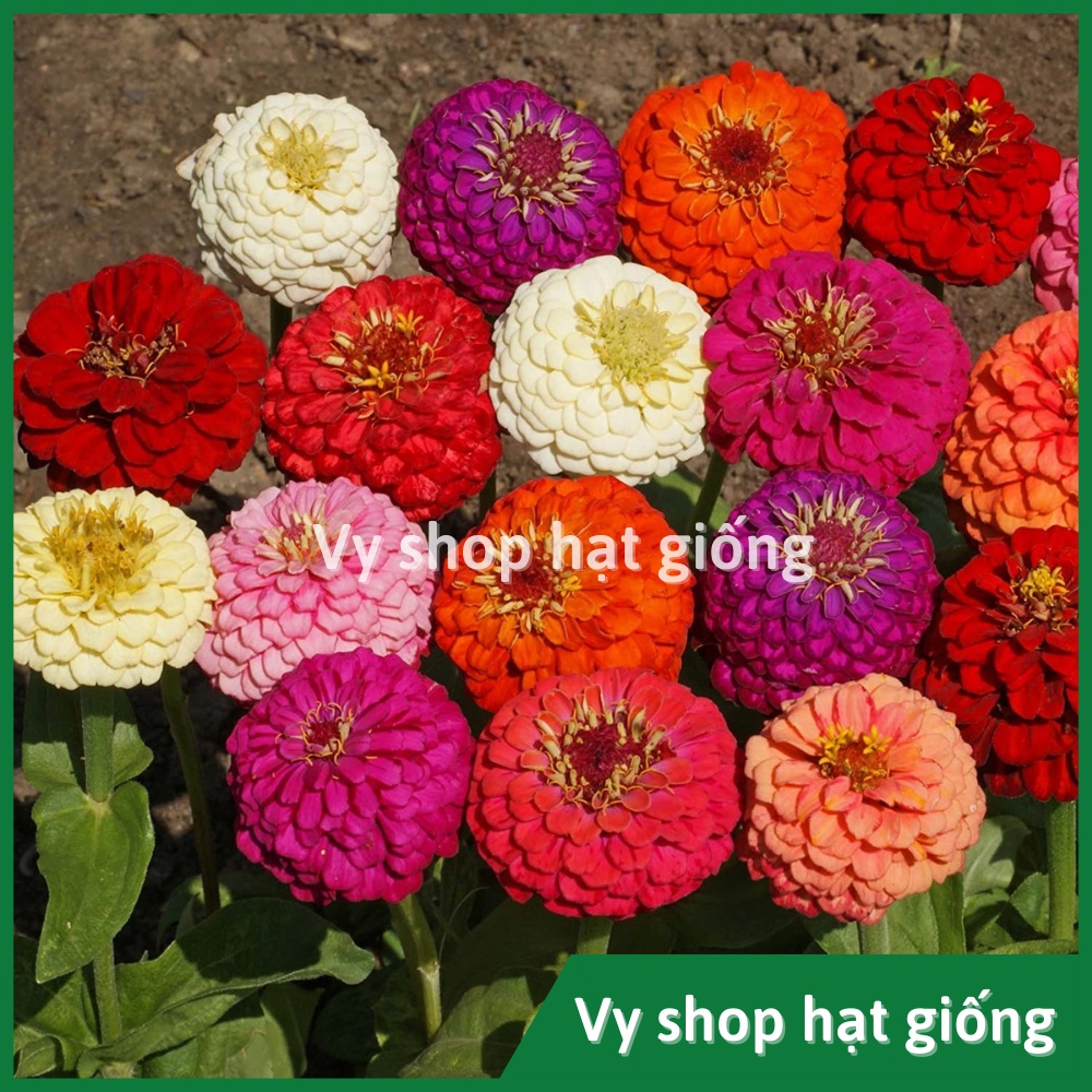 Hạt giống hoa cúc lá nhám kép bông to Thái Lan gói 50 hạt mix màu