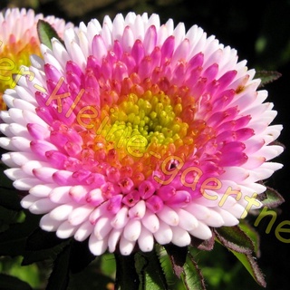 HẠT GIỐNG HOA CÚC NHẬT POMPOM Painted Daisy, 100+ Seeds, Beautiful Mulit Colours Blooms.