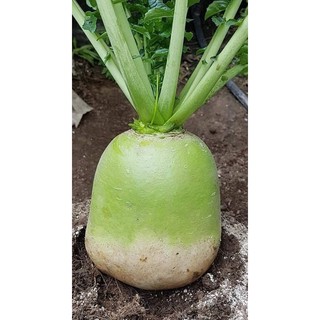 CỦ CẢI HÀN QUỐC SIÊU TO KHỔNG LỒ