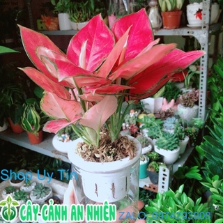 Chậu Cây Vạn Lộc Hồng Thuỷ Sinh
