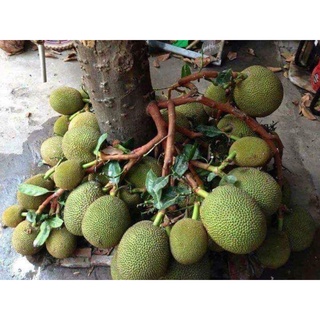 Giống mít tố nữ lùn