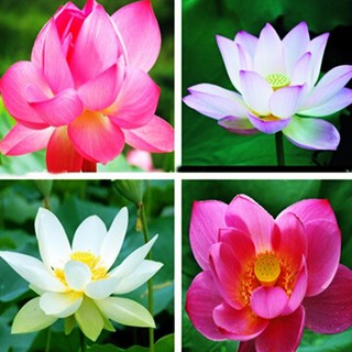 Hạt giống hoa sen Nhật Mini - Gói 5 hạt 5 màu