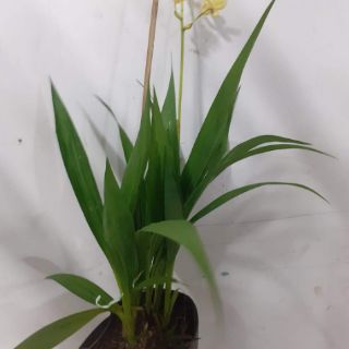 Địa lan chu đỉnh ( 3 màu)
