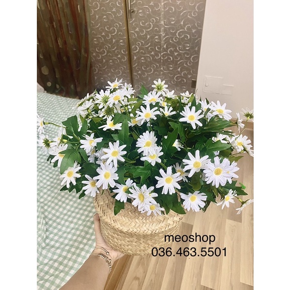 Chậu hoa cúc hoạ mi trắng giả
