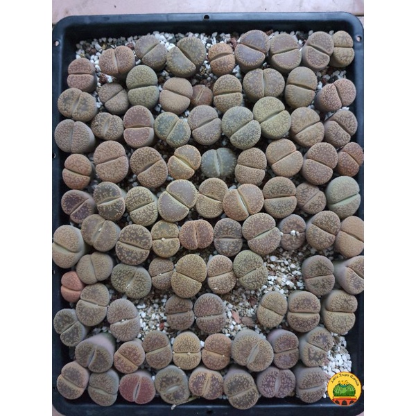 1 sen mông | Lithops | thạch lan dòng Hookeri dễ chăm nhất, giá rẻ