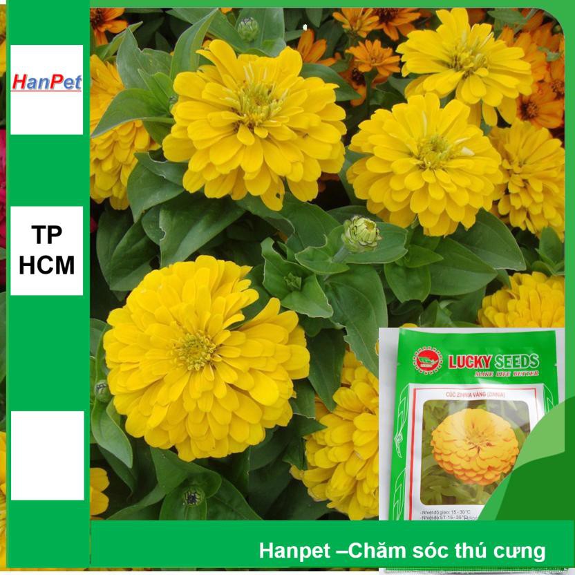 HCM-(HOA TRONG NHÀ) Hạt giống Hoa cúc lá nhám Cúc cánh giấy - cúc zinnia (tCúc bông to màu vàng) Combo 50 hạt