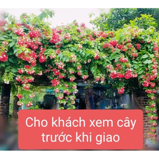 Hoa trang leo(sư quân tử-hoa giun)