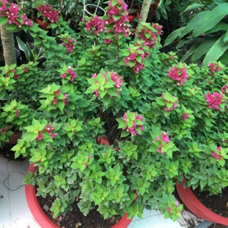 Hoa giấy mỹ siêu hoa