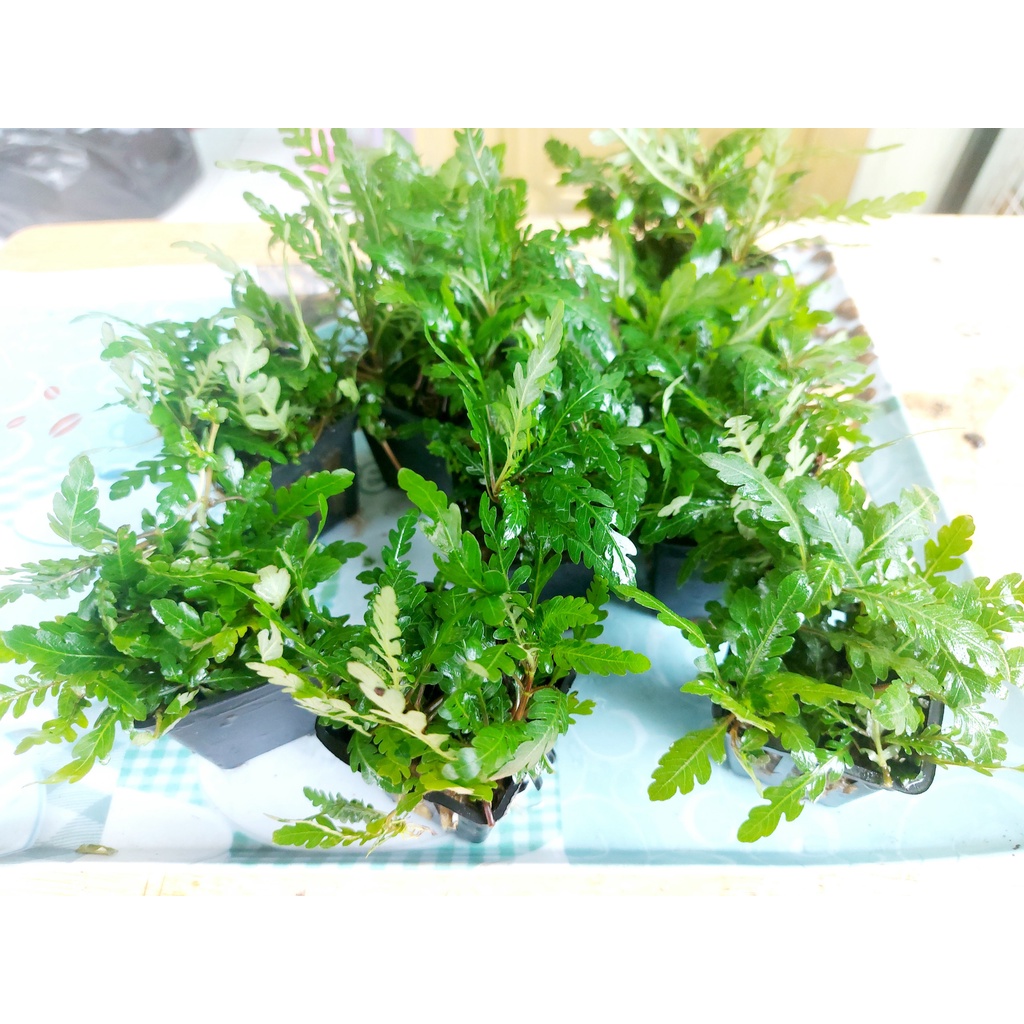 LIỄU ĐỎ RĂNG CƯA LÁ CẠN  - DÁN LŨA  HOẶC ĐÁ , CẮM NỀN HỒ CÁ THUỶ SINH