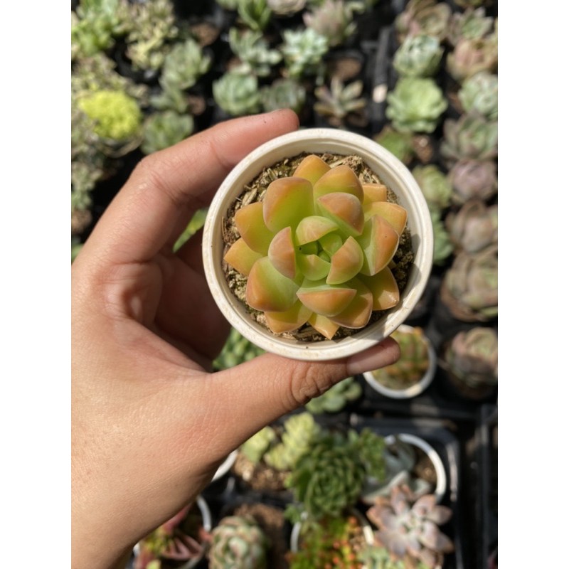 Sen đá Đá xanh lá mập 5cm