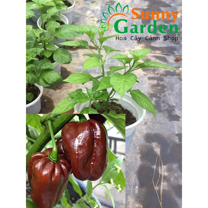 Cây Giống Ớt Siêu Cay Habanero Nâu