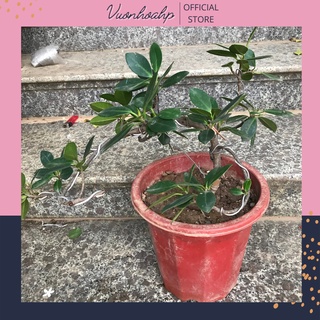 Cây si bonsai dáng thác đổ, cây si nhật để bàn, lá xanh
