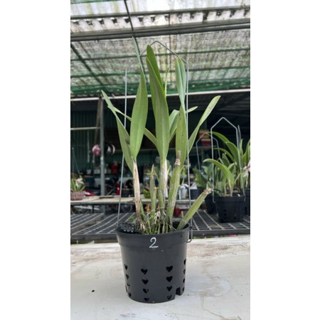 Cattleya lai Epi hoa siêu thơm cây sắp hoa