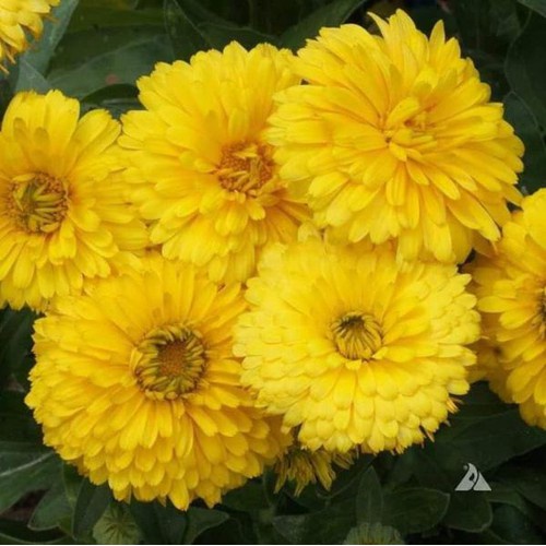 Phân bón magie sunphate fertilizer ma nhê sunphat 1kg
