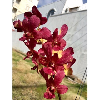 Hoa lan chớp vàng đỏ 5% chậu phi 12