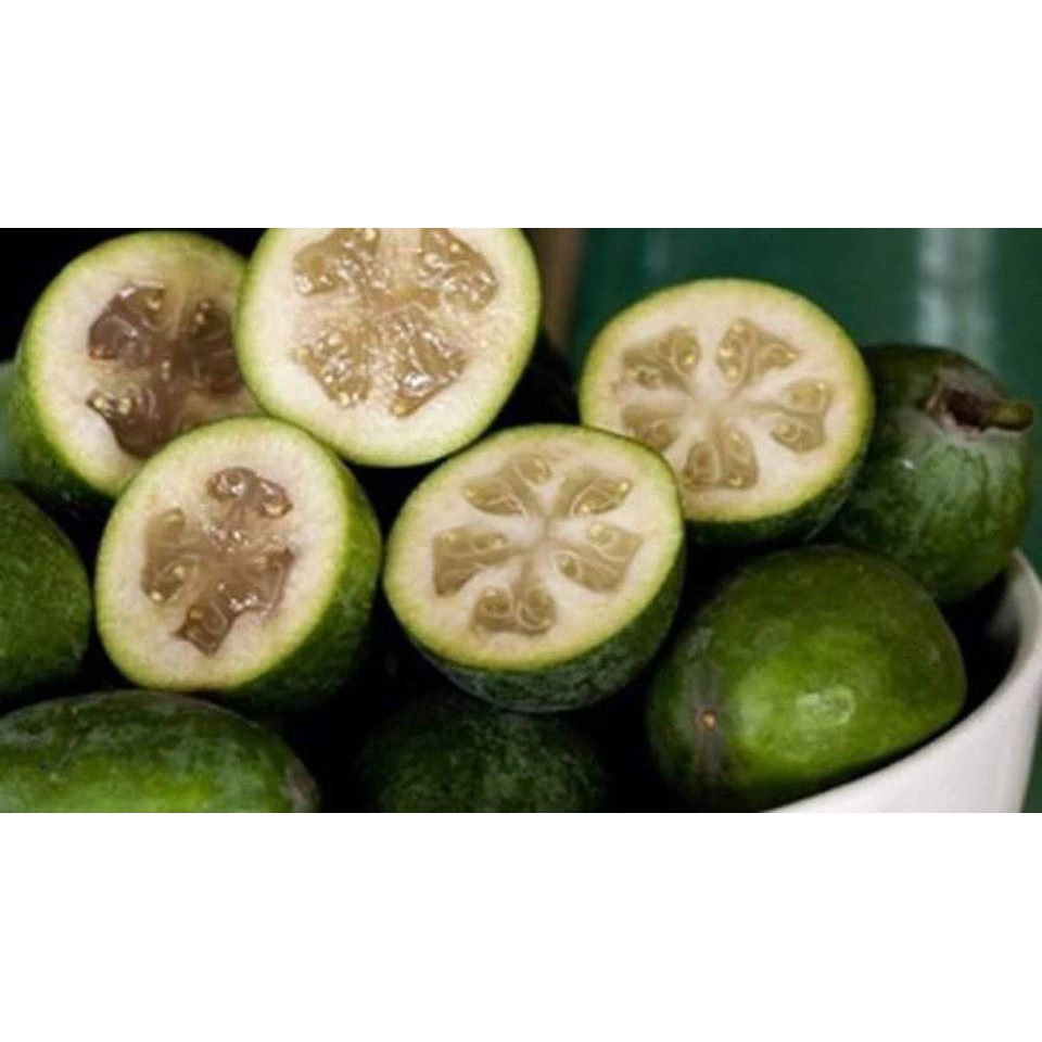 Ổi dứa cây giống