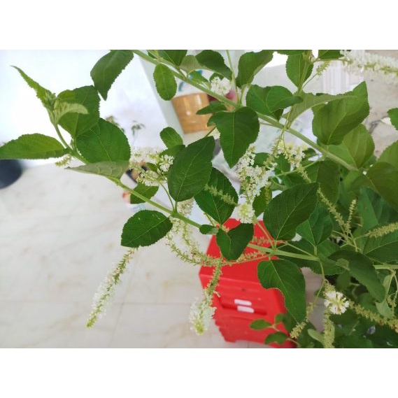 10 Hạt giống Cây Hoa Bạch Trầm Hương thơm mát - tặng kèm thuốc kích mầm ra rễ siêu tốc