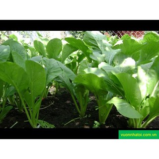 Hạt Giống Rau Cải Ngọt 10 Bịch
