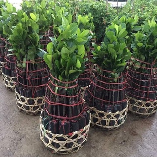 CÂY GIỐNG MÍT DA ĐỎ