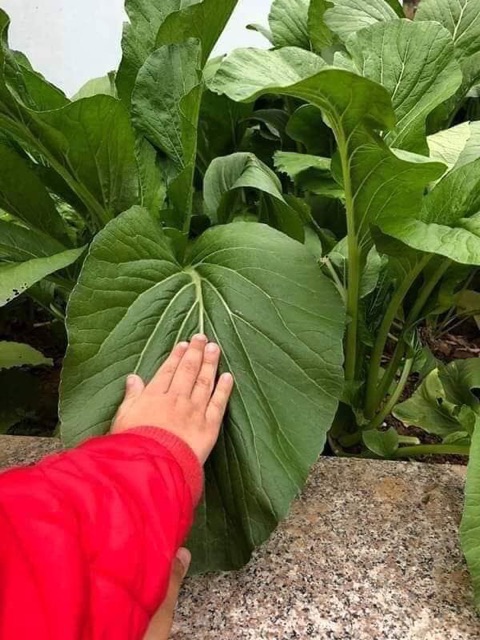 Hạt giống cải ngọt khổng lồ Thái lan