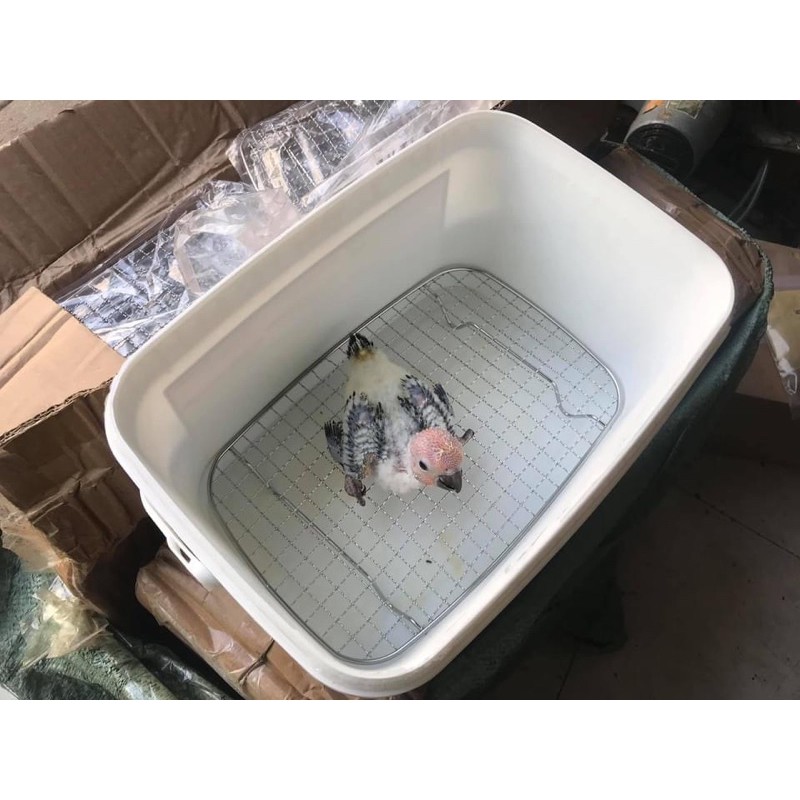 Thùng xách nuôi vẹt con