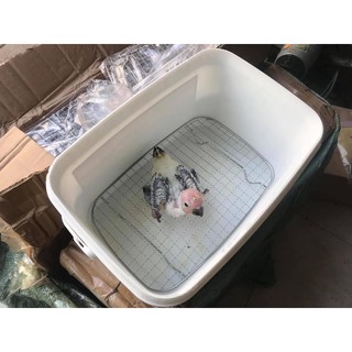 Thùng xách nuôi vẹt con