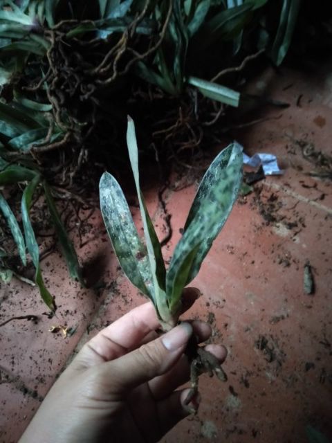 Hoa phong lan hài táo chậu f12