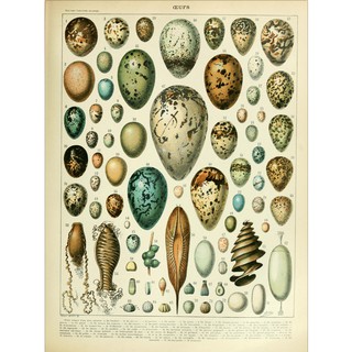 TRANH CỔ ĐIỂN KHỔ A2- mẫu trứng