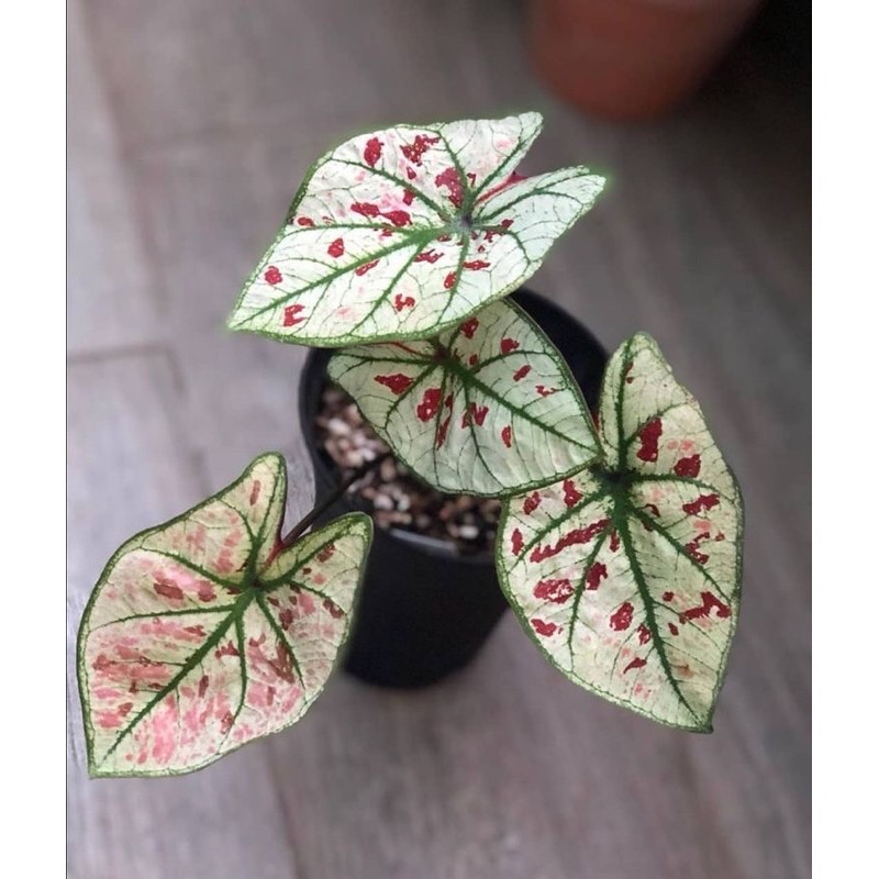 Cây môn dâu - Caladium Strawberry Star