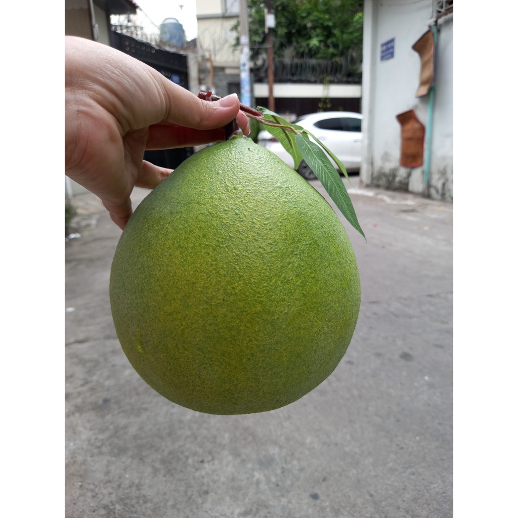 1 Quả bưởi giả giống như thật - trái cây giả - Hương Flower