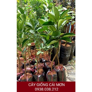 CÂY CAM CARA RUỘT ĐỎ KHÔNG HẠT ( CAM NGỌT , RUỘT MÀU ĐỎ ĐẸP MẮT )