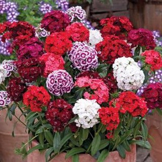 HẠT GIỐNG HOA CẨM CHƯỚNG CHÙM DỄ TRỒNG