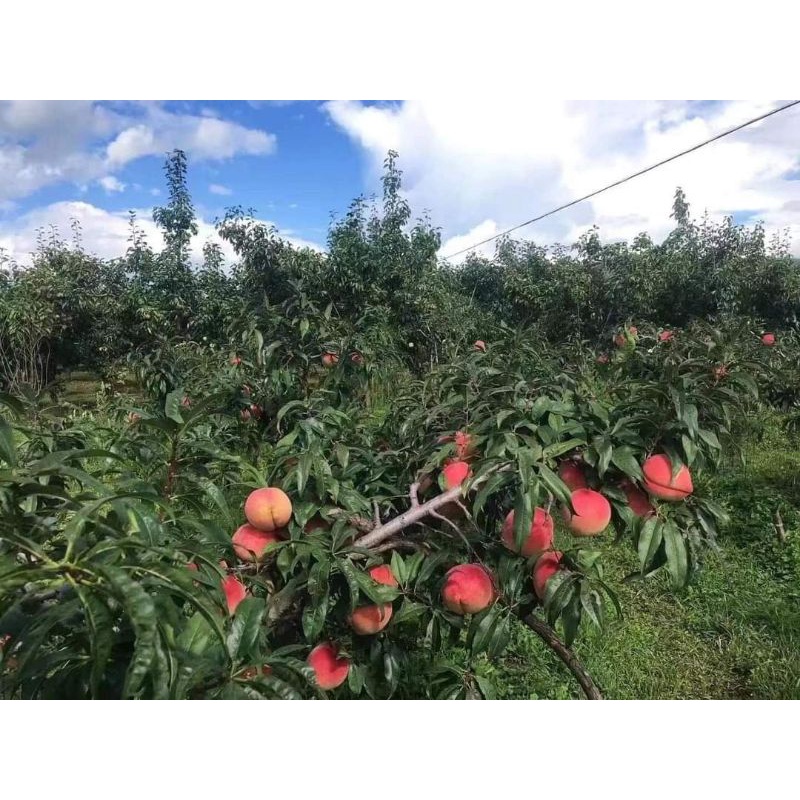 Giống Đào Giòn Đỏ Trái To