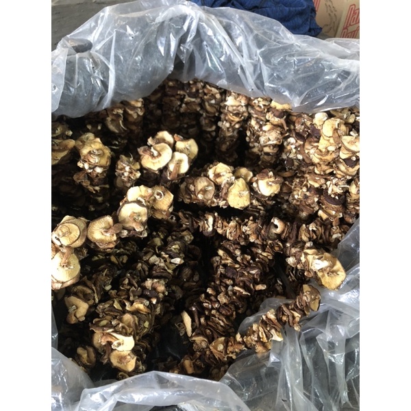 NẤM HƯƠNG XIÊN- Đặc sản Tây Bắc