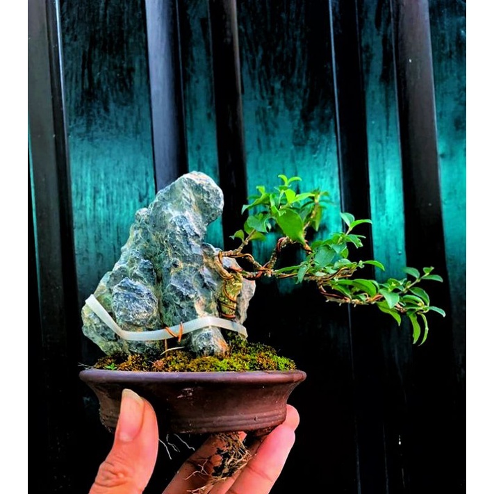 Bonsai hồng ngọc mai mini, trang trí tiểu cảnh, terrarium, cán cạn size 10-15cm