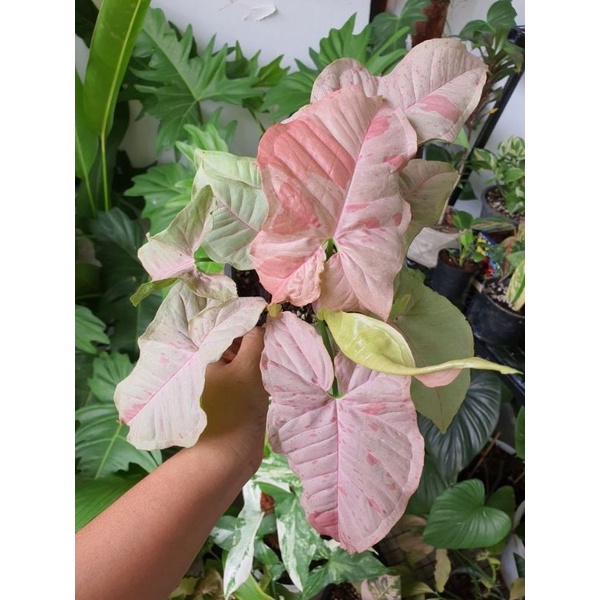 Chậu cứng Syngonium pink spot