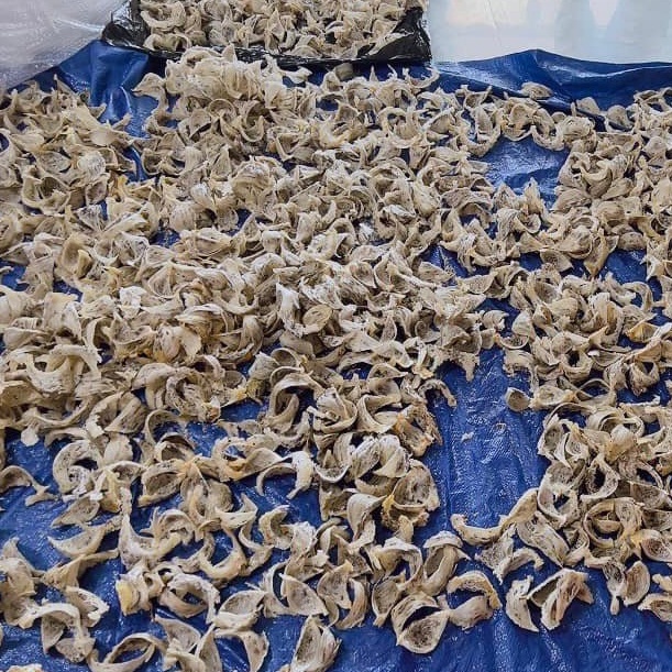 Tổ Yến Thô Loại 1 Yến Sào Khánh Hòa 100g Tổ Yến Cho Bé Khỏe Tăng Cường Sức Đề Kháng