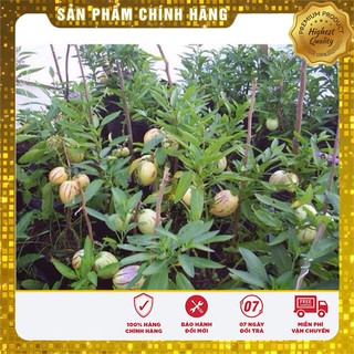Hạt Giống Dưa PEPINO Mỹ(4 hạt)