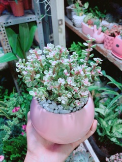 Chậu Đô La Hồng Để Bàn 25cm