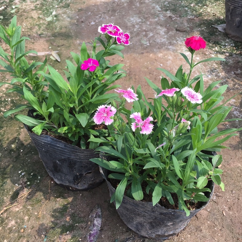 Cây Hoa Cẩm Chướng Mix Màu,Dễ Sống,Bền Hoa