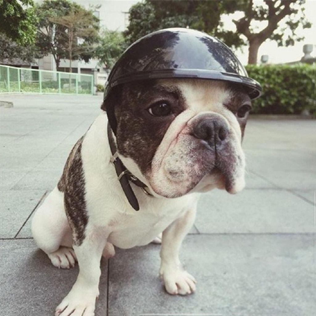 ☏Mũ Bảo Hiểm Giữ An Toàn Cho Chó Khi Đi Xe Máy